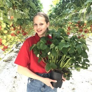 aardbeienplanten kopen